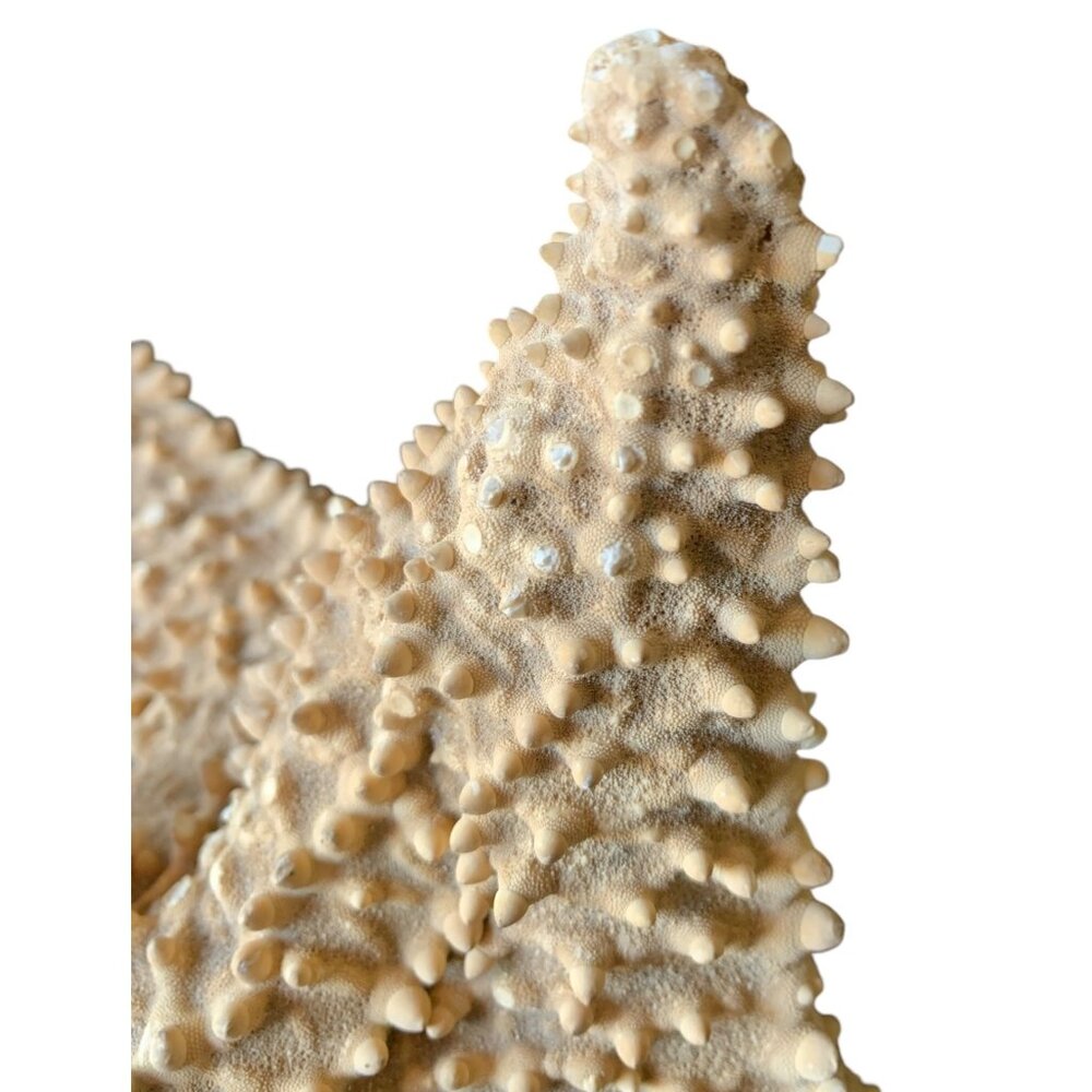 Starfish 10” Genuine Dried Ocean Sea Decor - Picture 8 of 10